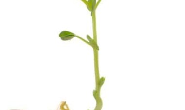 Participe de eventos sobre captação de recursos em Nova Orleans e Londres