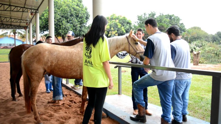 Equoterapia na APAE de Palmital